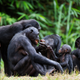Calma en un grupo de Chimpancés. Sergey Uryadnikov / Shutterstock